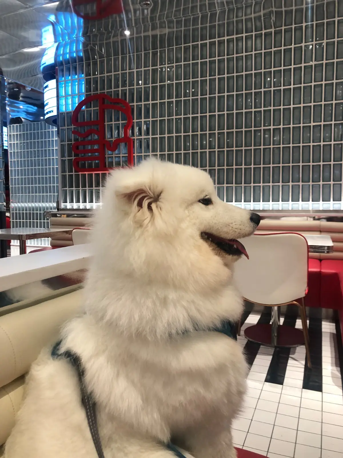 QUICKIE THONGLOR pets image 1