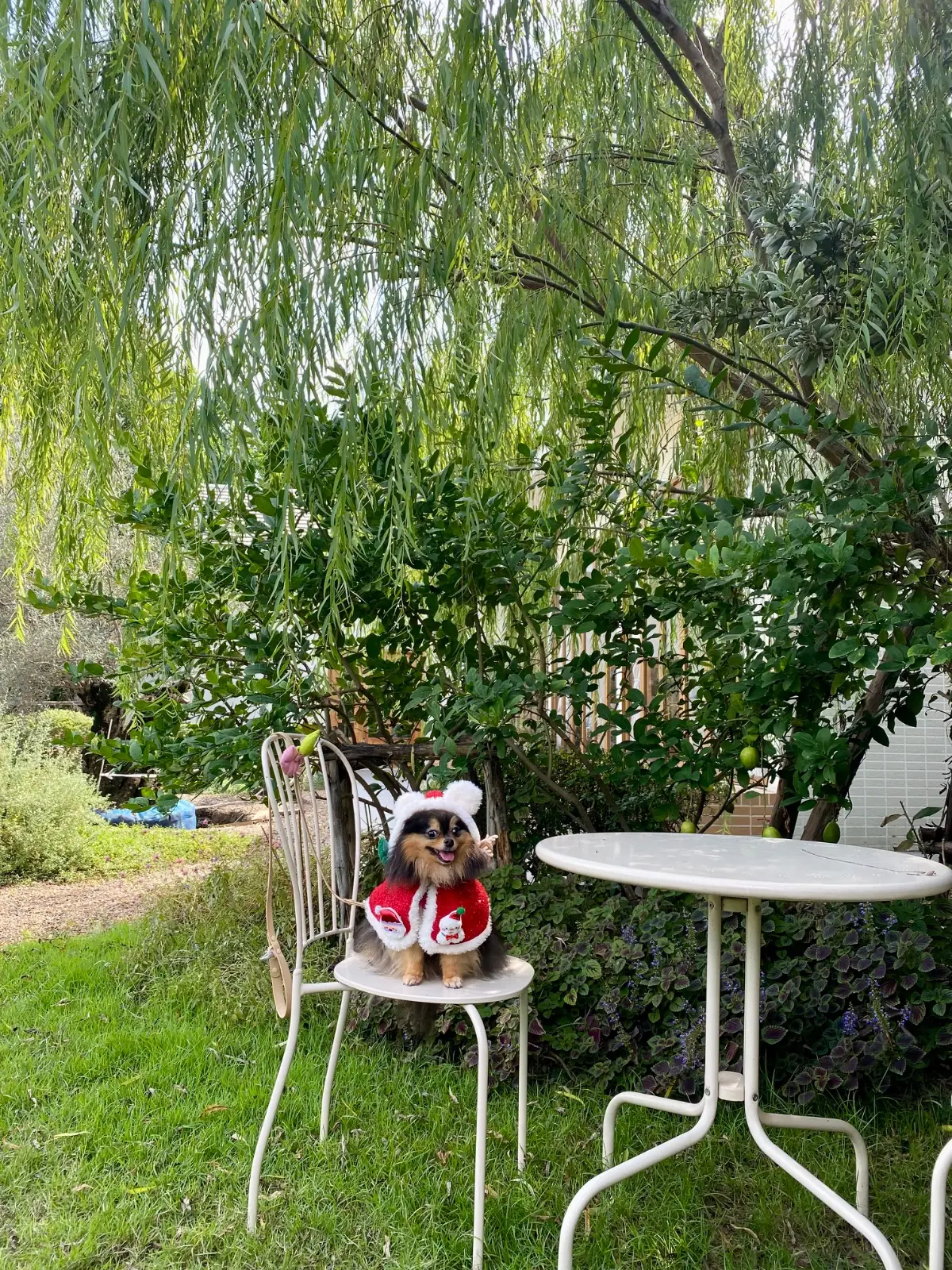 Ganicco Farm pets image 3