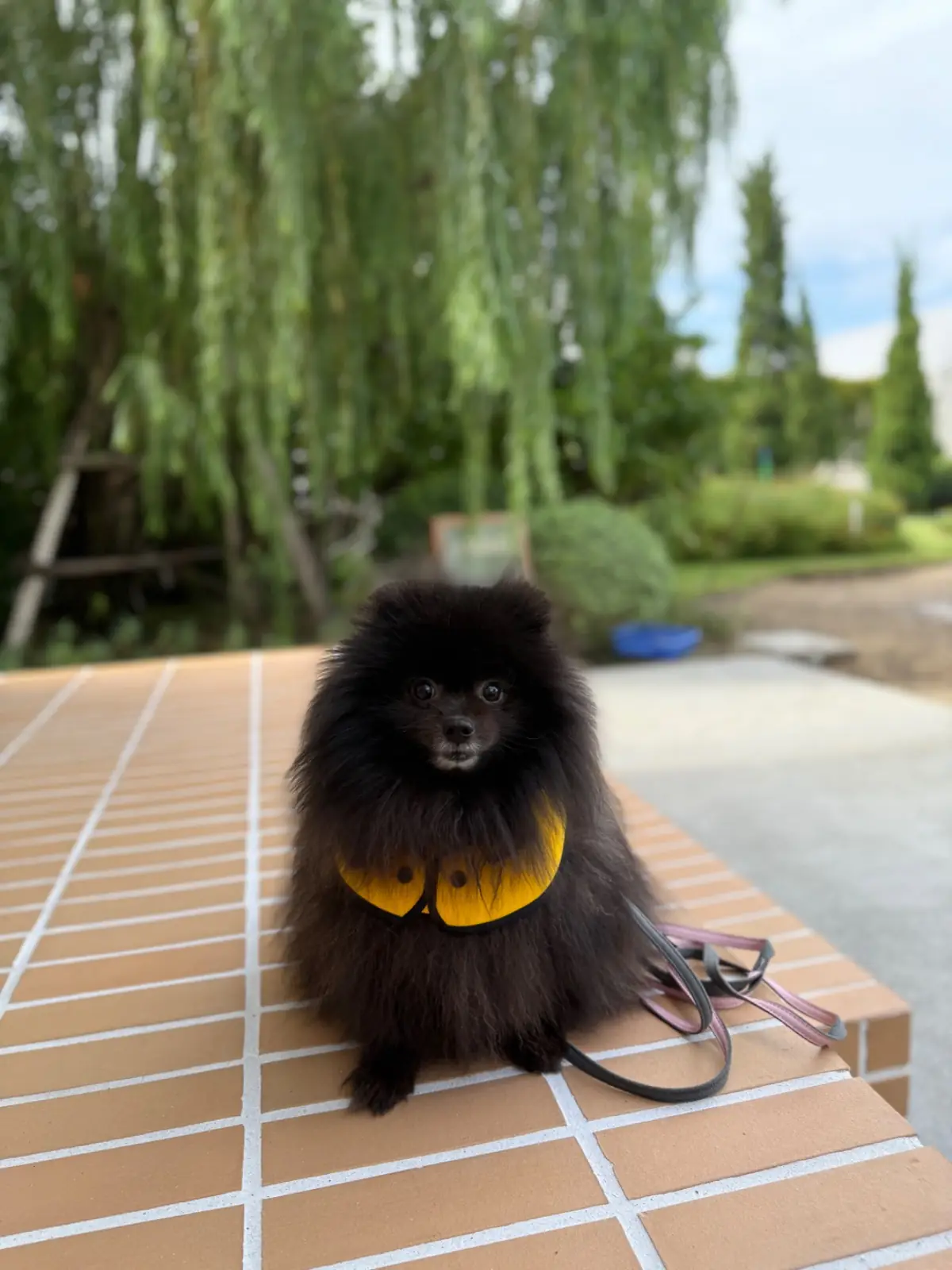 Ganicco Cafe & Farm pets image 4