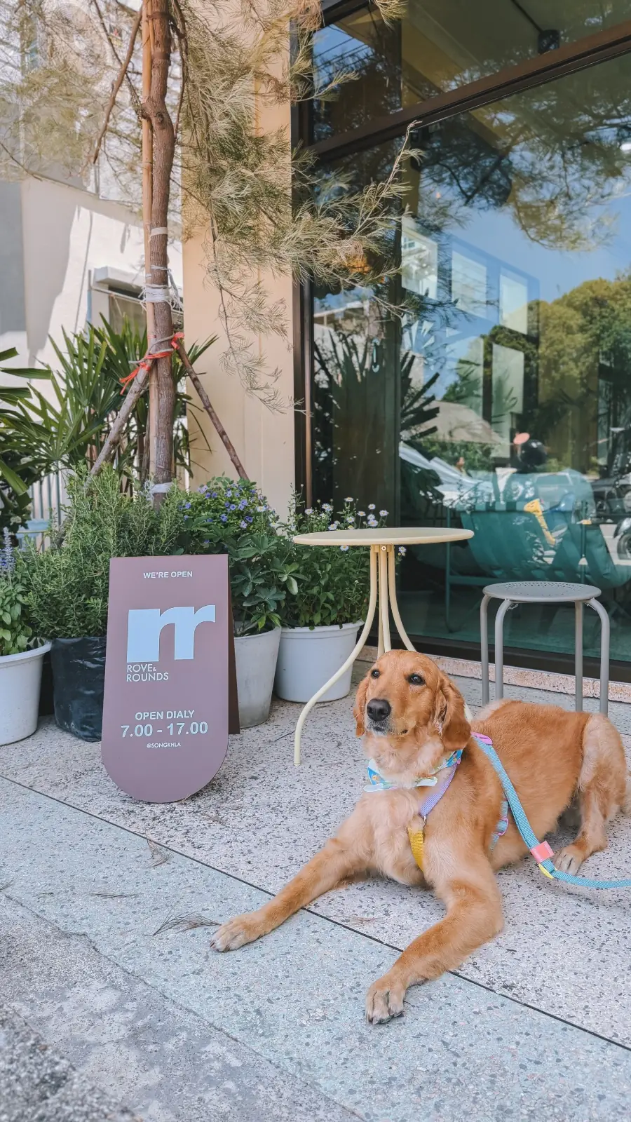 Rove & Rounds Coffee pets image 1