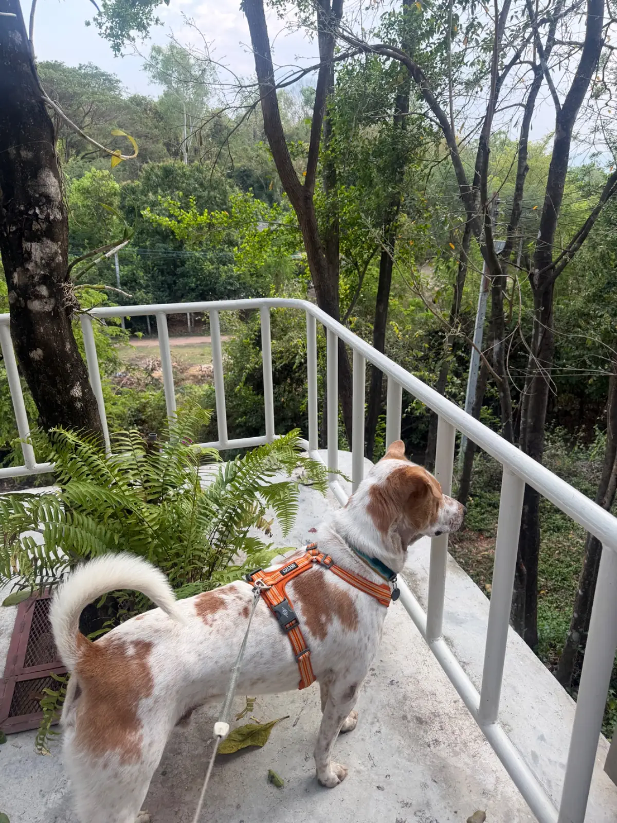 MINDSET pets image 5