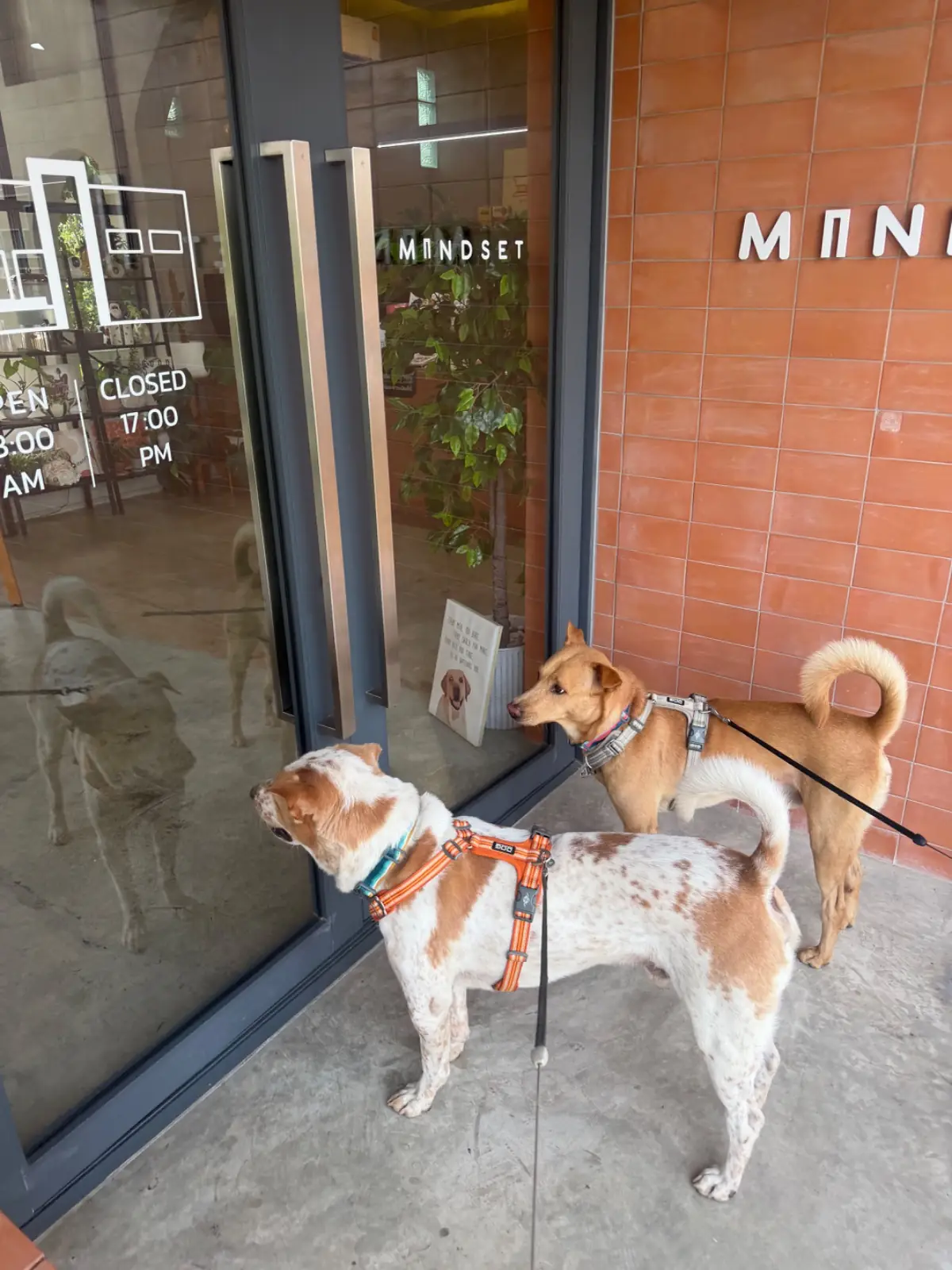 MINDSET pets image 3