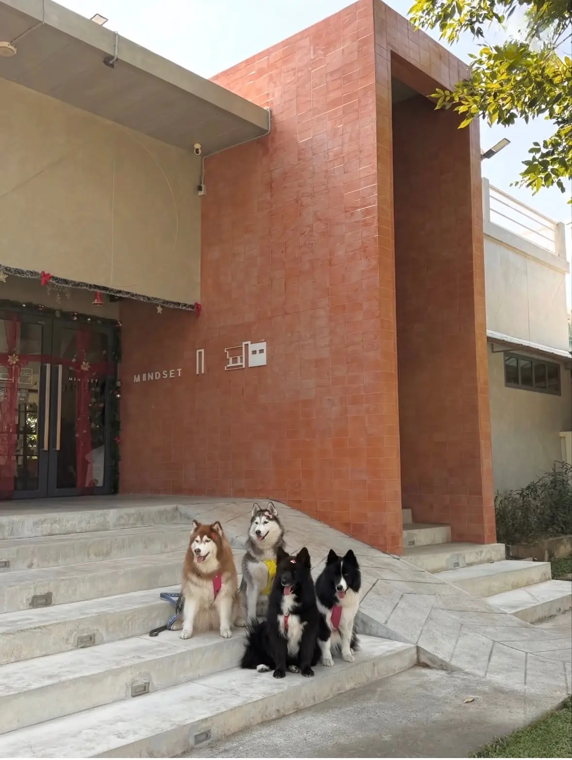MINDSET pets image 2