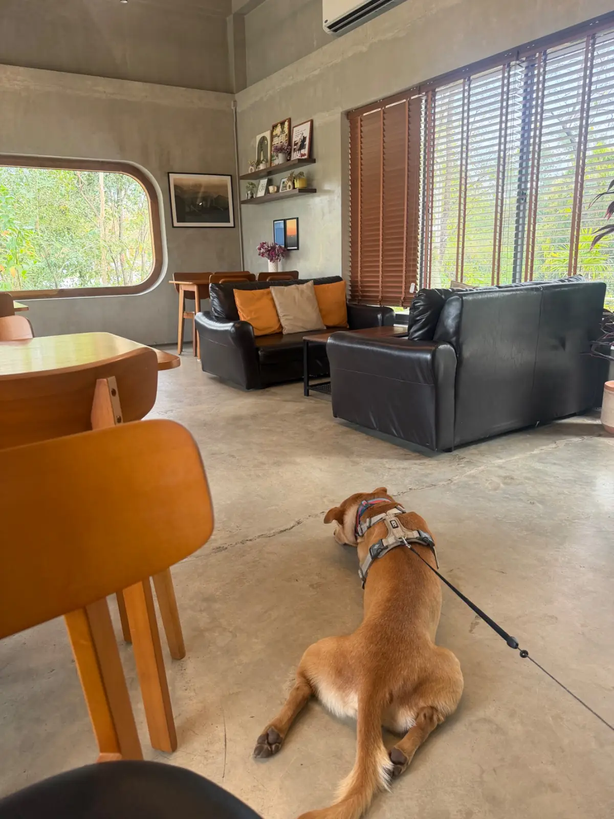 MINDSET pets image 1