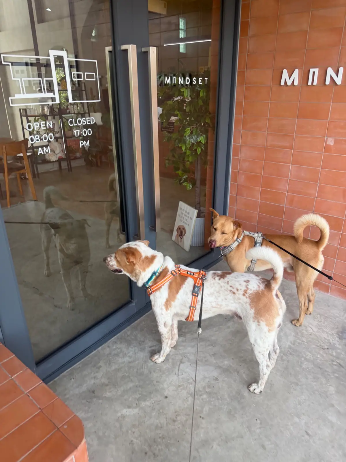 MINDSET pets image 4