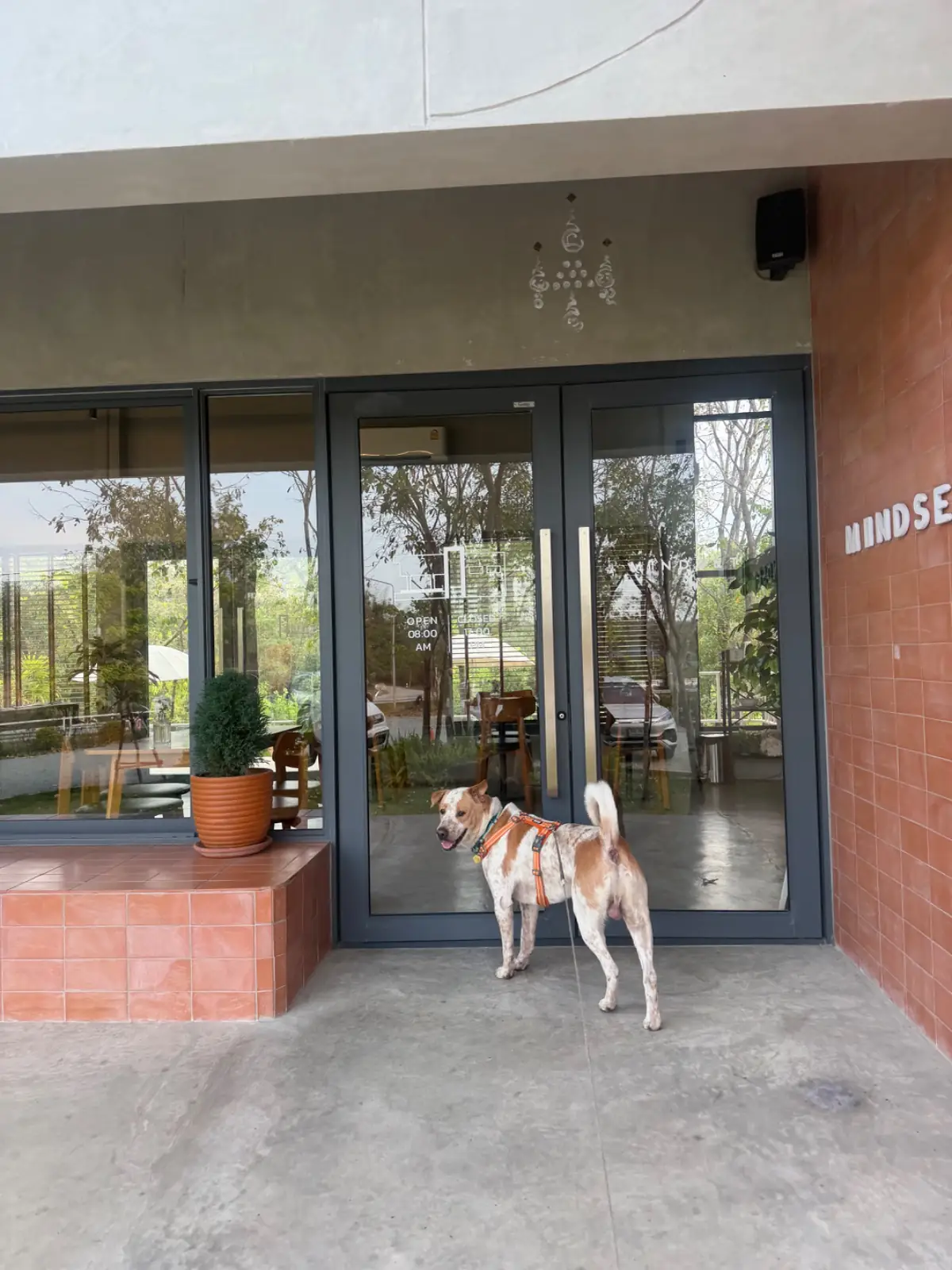 MINDSET pets image 2