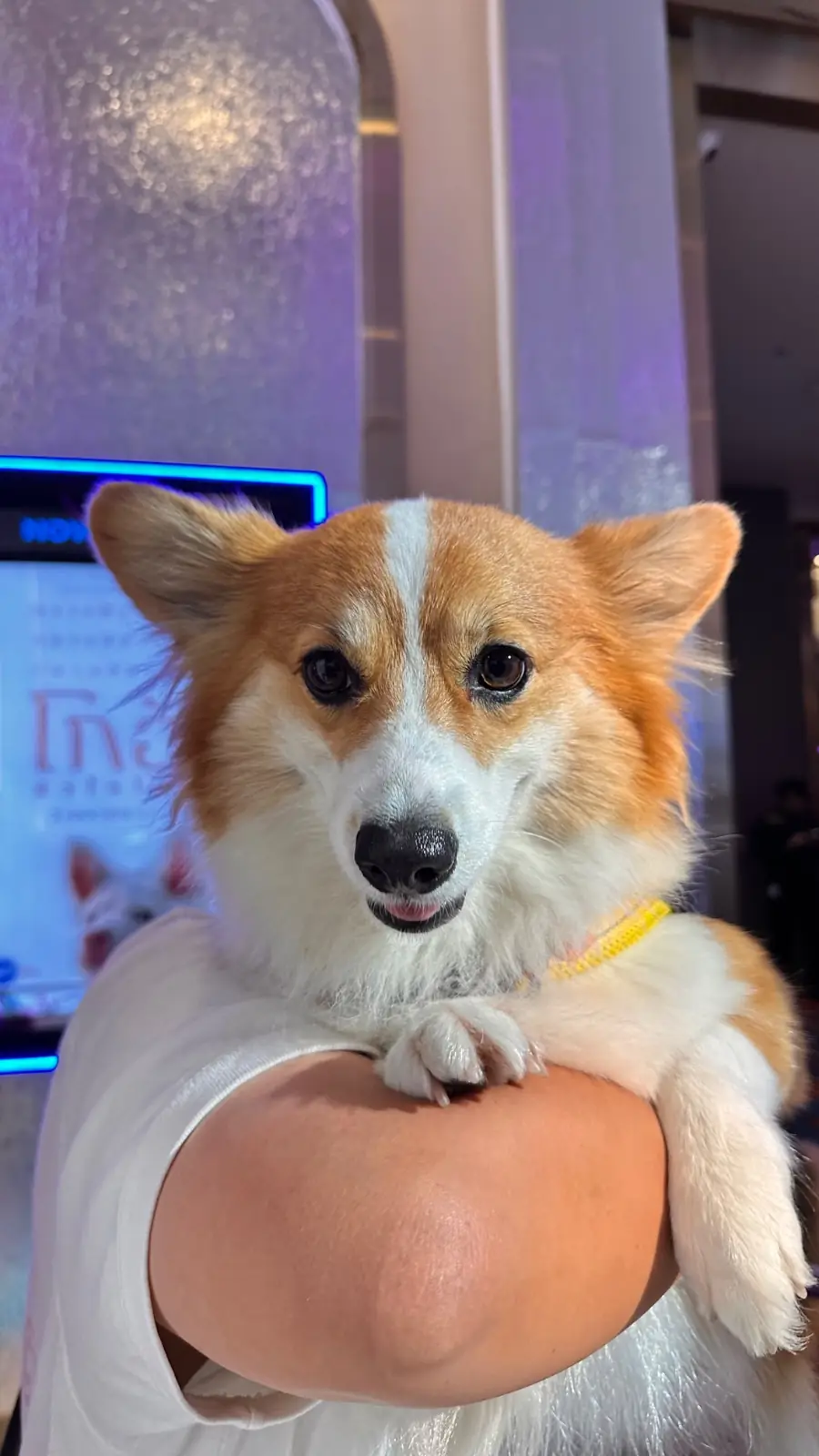 เซ็นทรัล เวสต์วิลล์ pets image 3