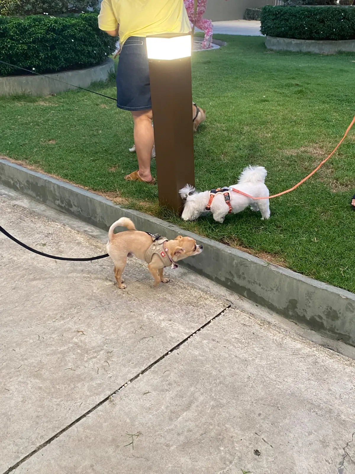 Central Westville pets image 10