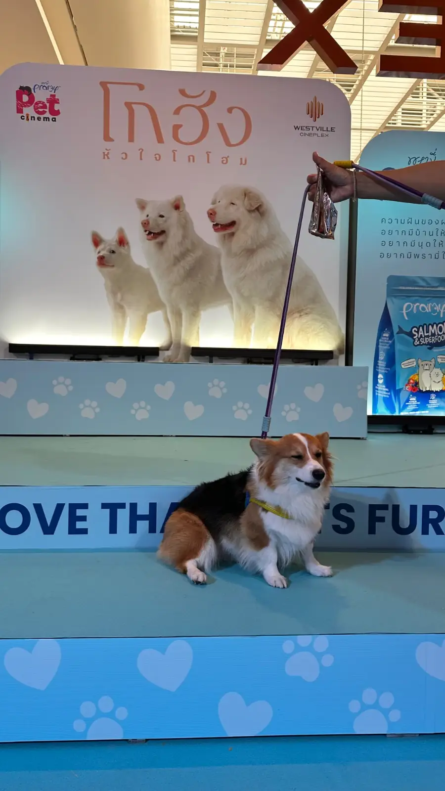 เซ็นทรัล เวสต์วิลล์ pets image 2