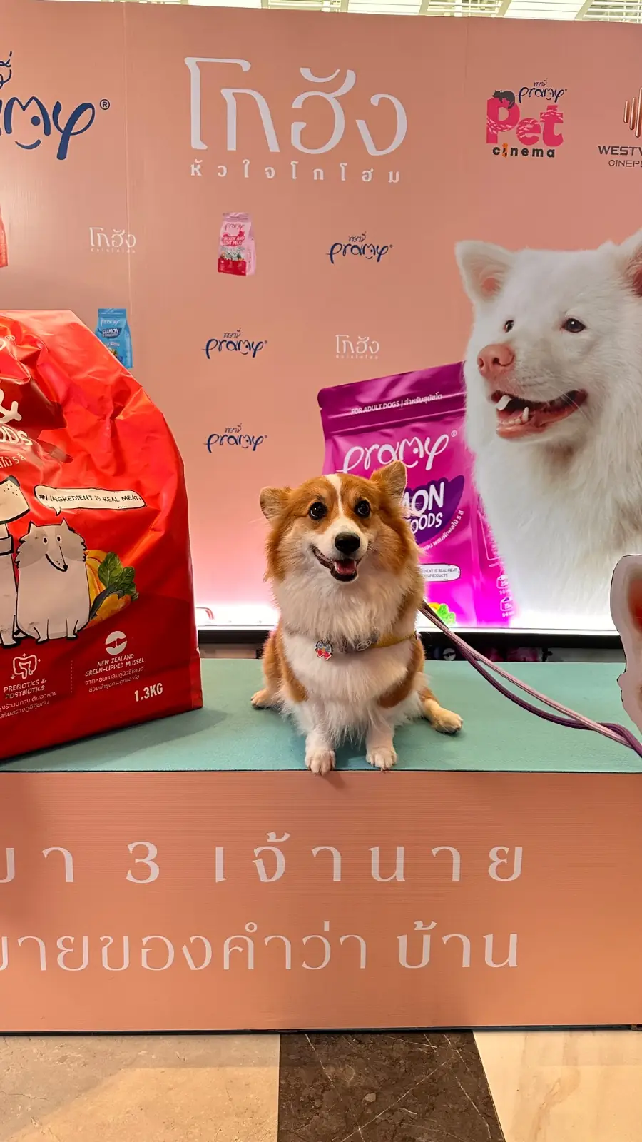 เซ็นทรัล เวสต์วิลล์ pets image 1