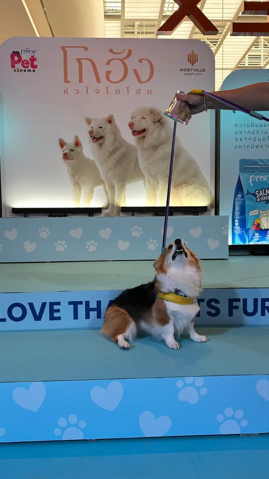 เซ็นทรัล เวสต์วิลล์ pets image 7