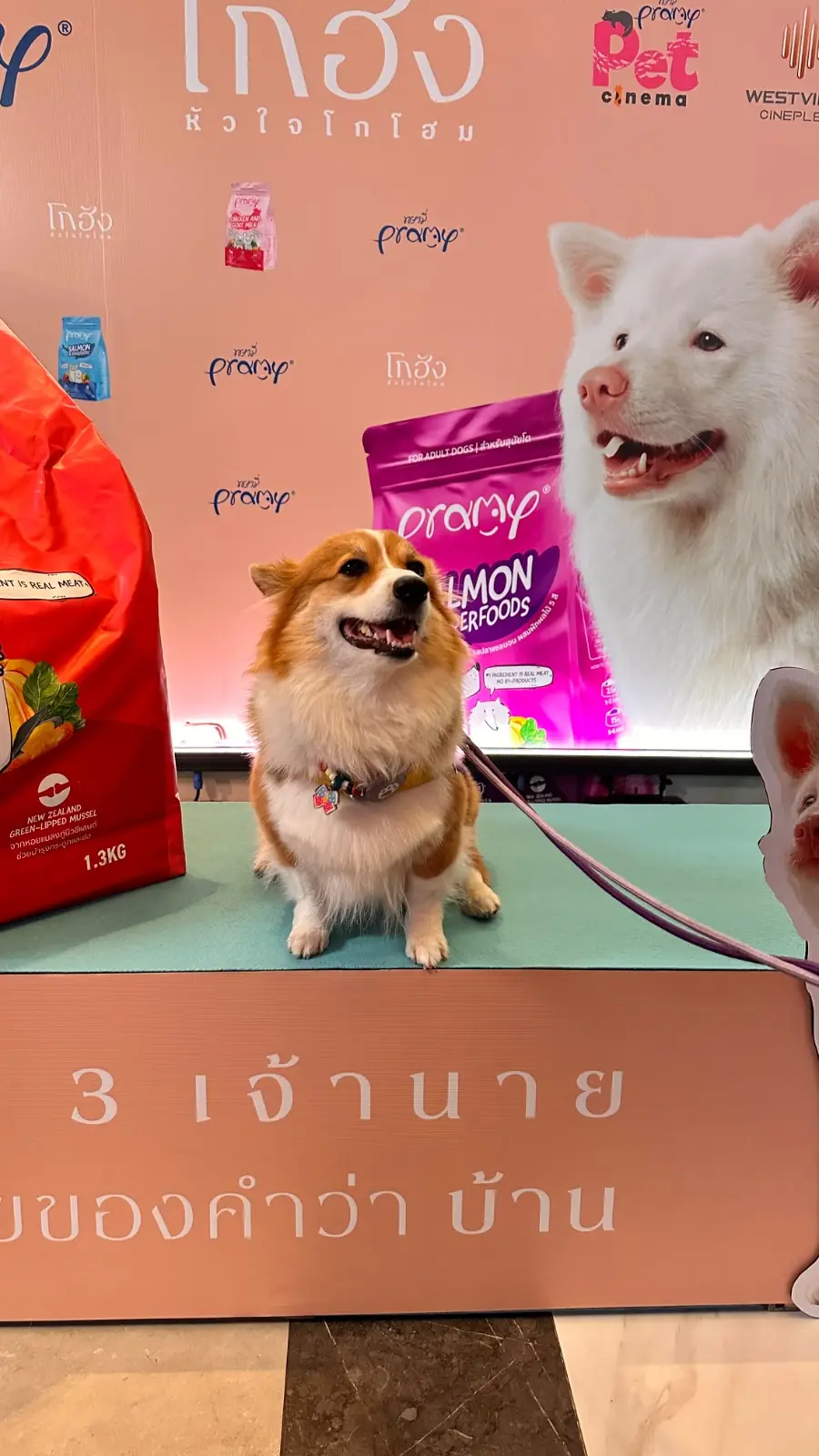 เซ็นทรัล เวสต์วิลล์ pets image 4