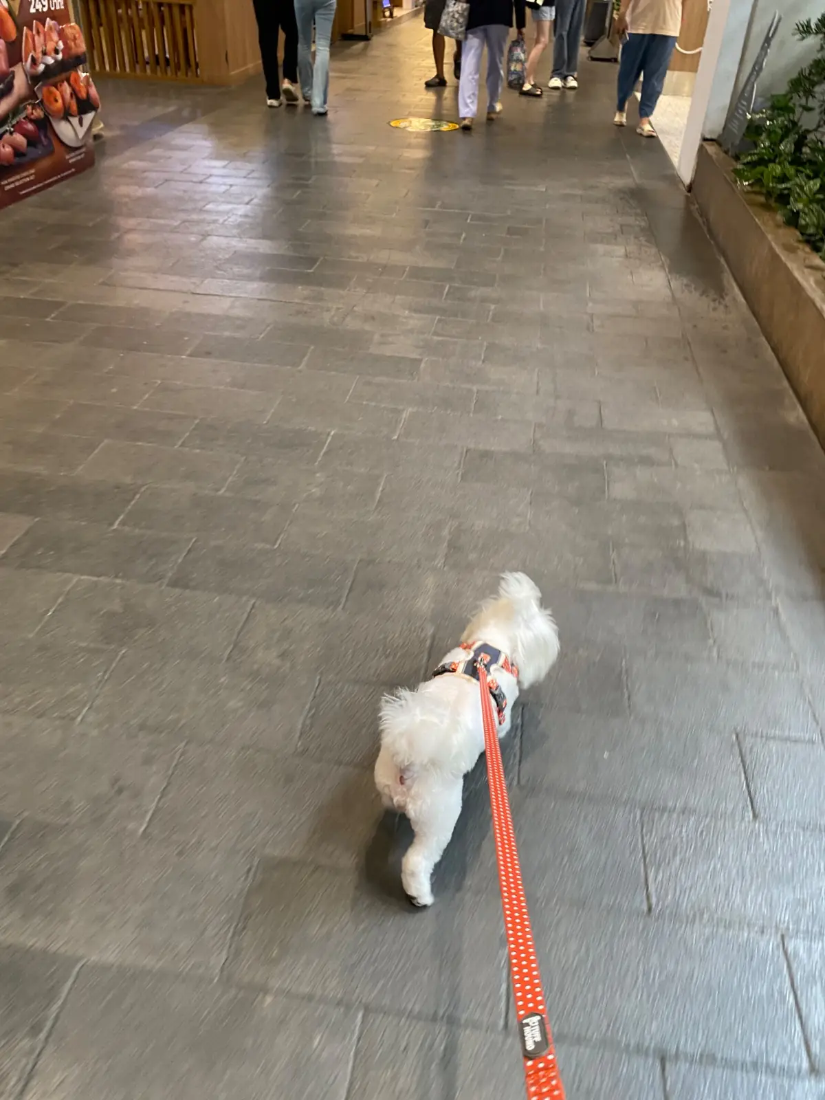 Central Westville pets image 13