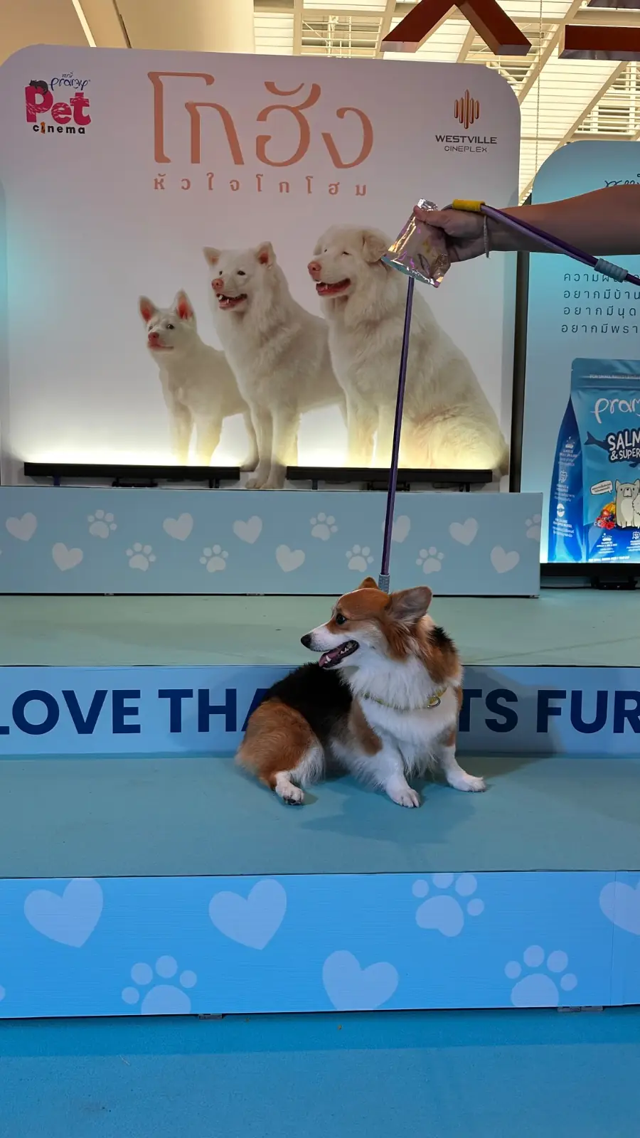 เซ็นทรัล เวสต์วิลล์ pets image 6