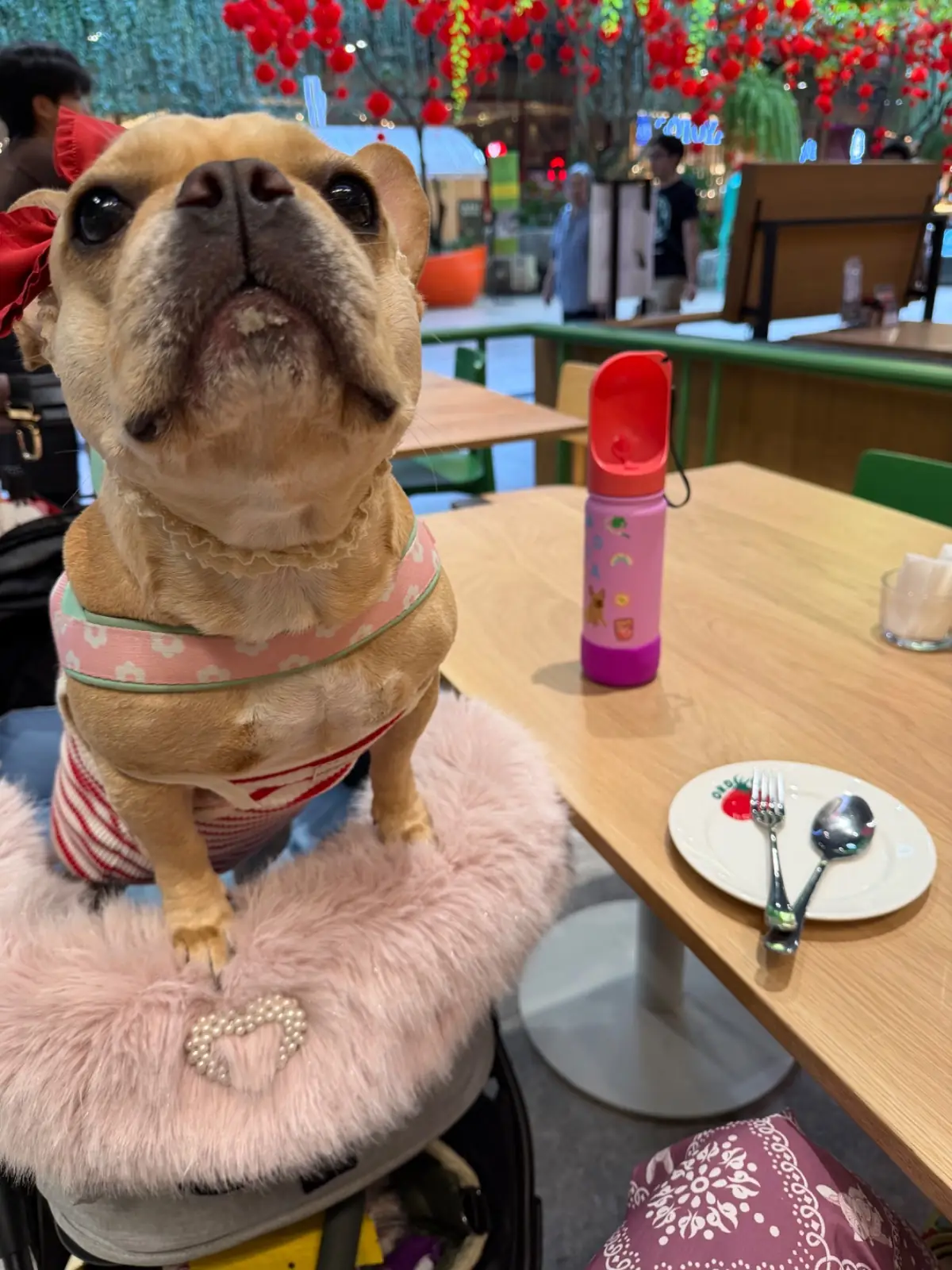 Order House - Central Eastville pets image 2