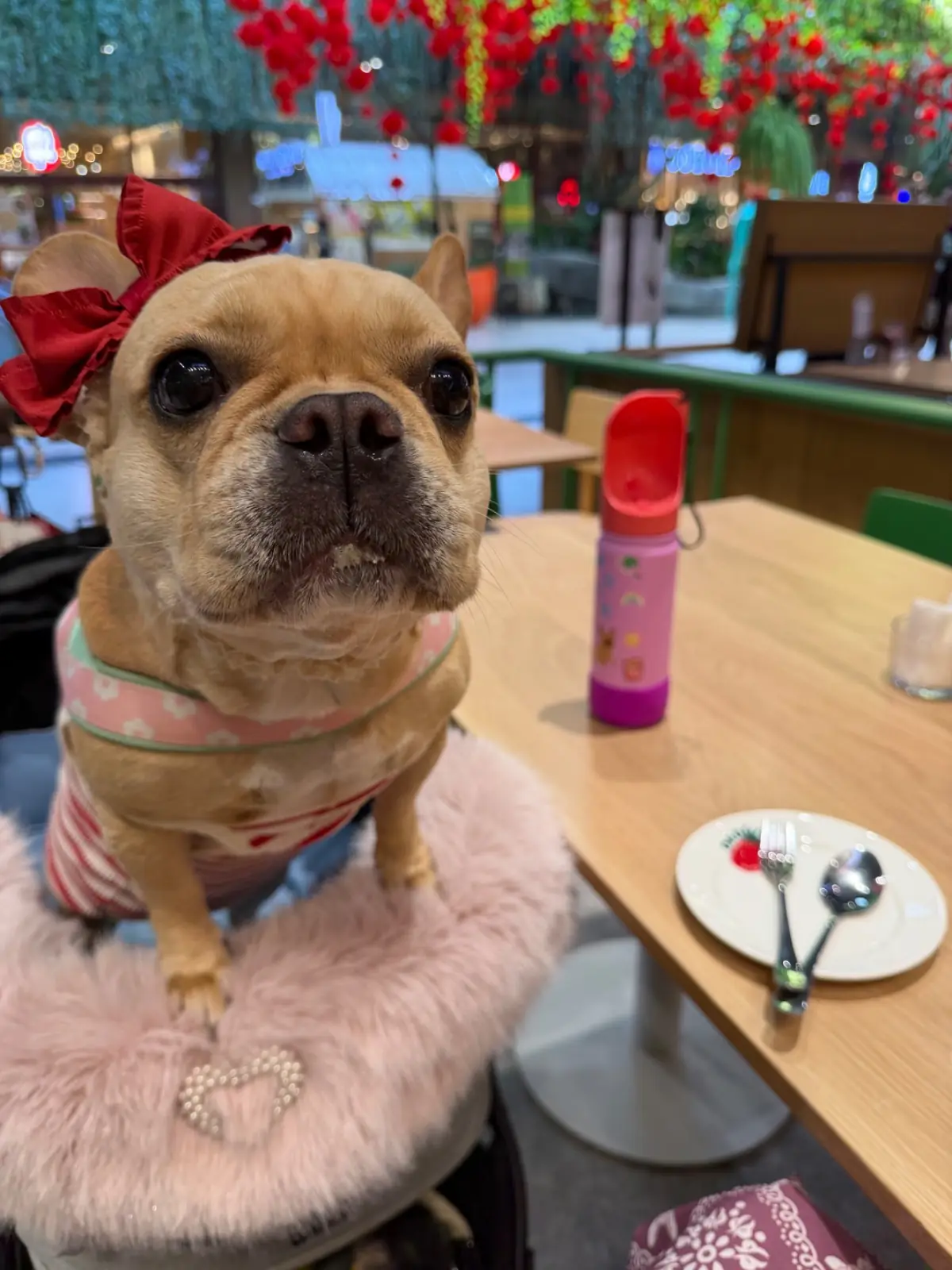 Order House - Central Eastville pets image 1