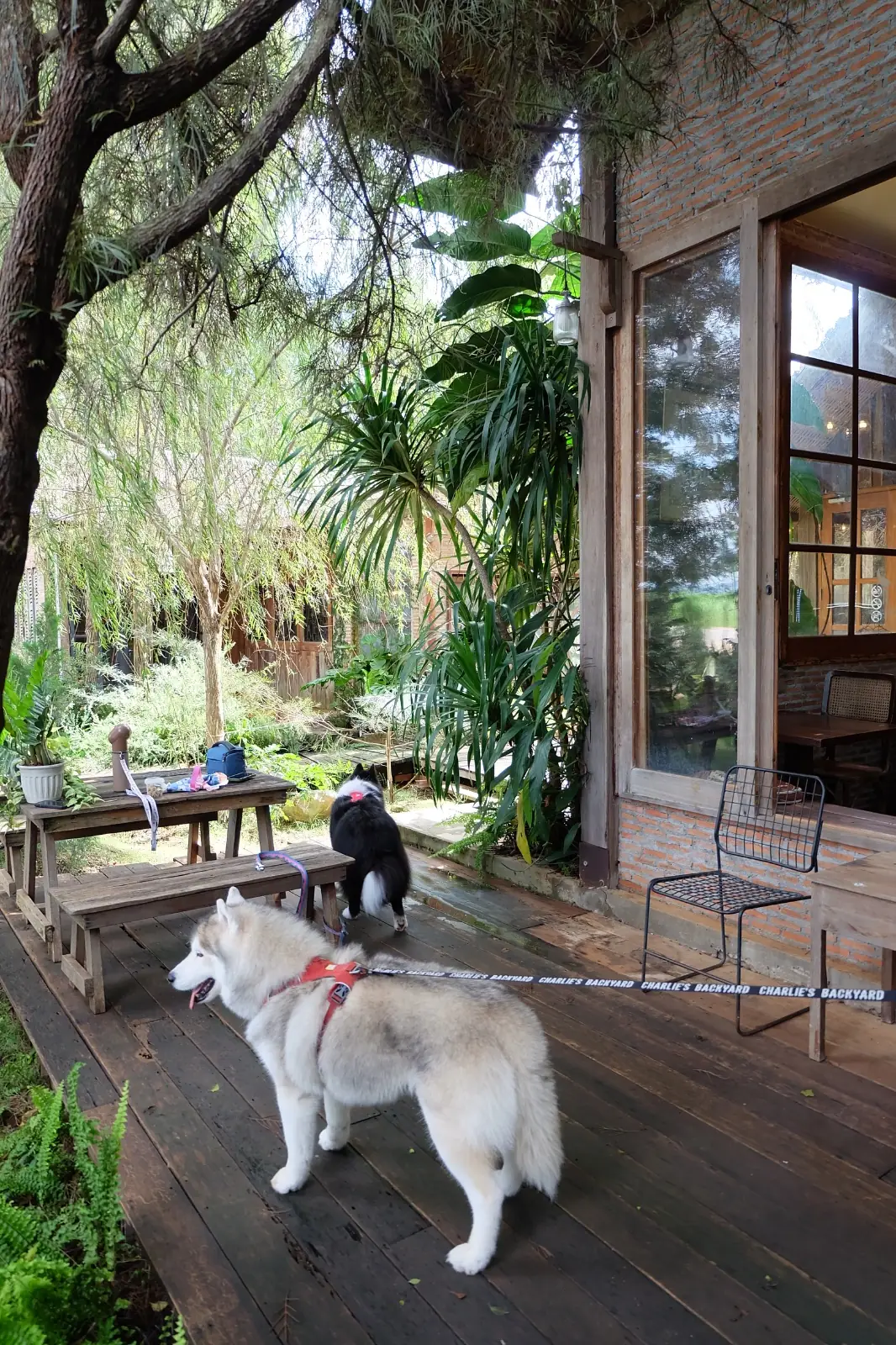 ทรี คาเฟ่ pets image 3