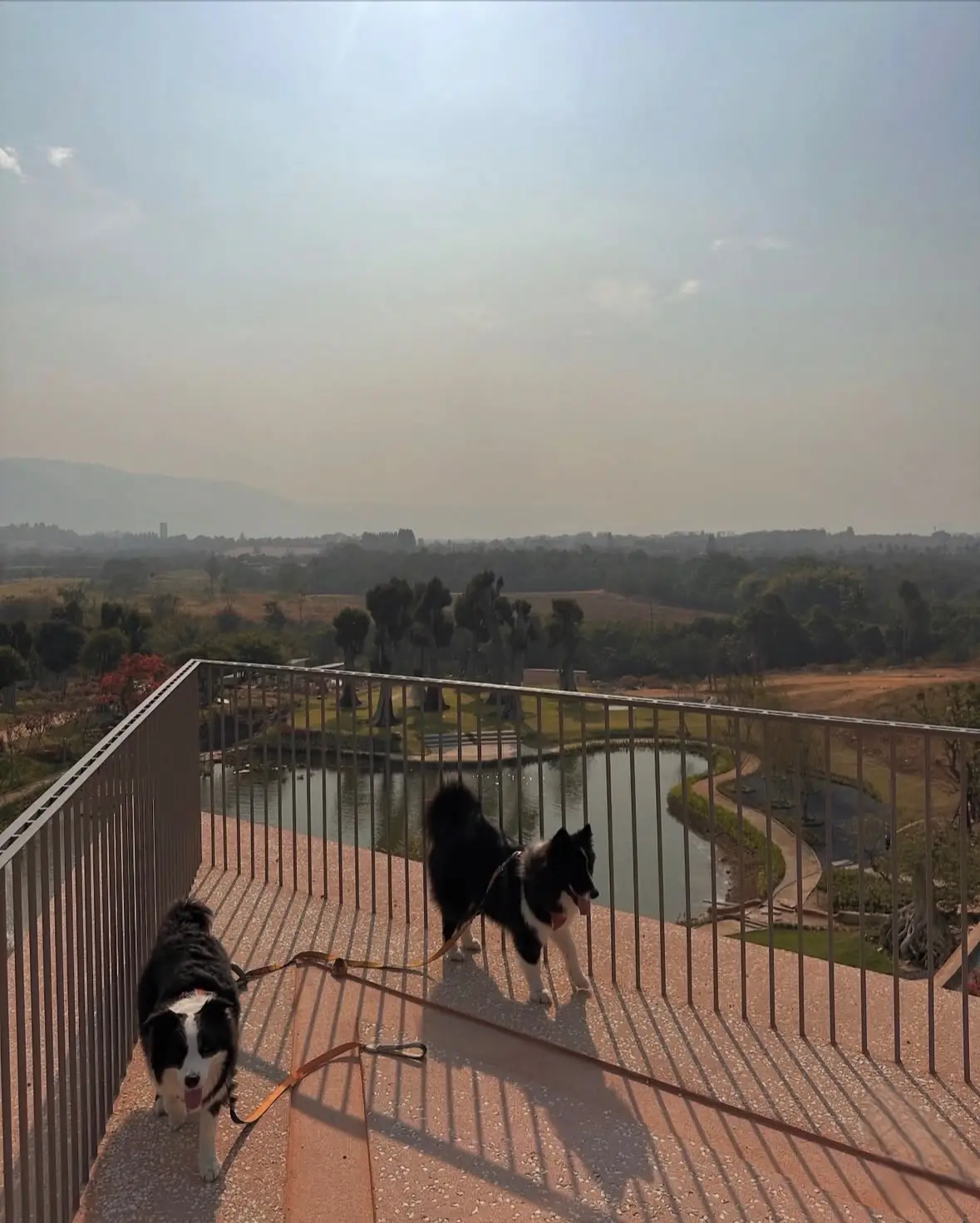 Harudot Khaoyai by Nana Coffee Roasters pets image 2