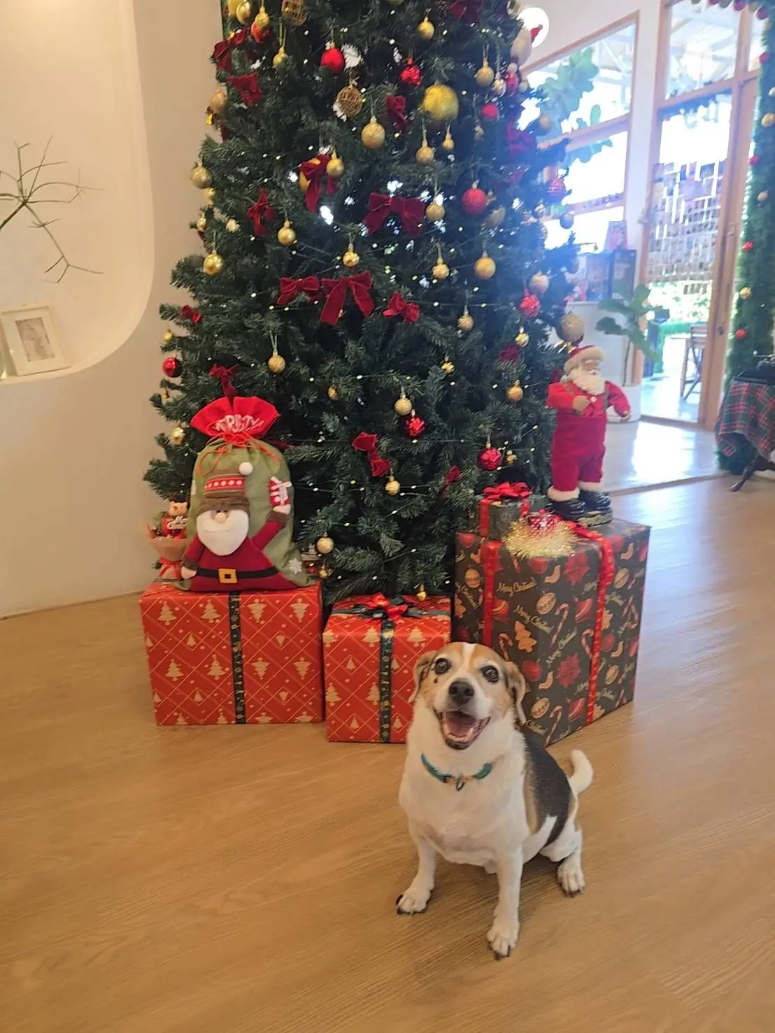 Dear December Cafe pets image 4