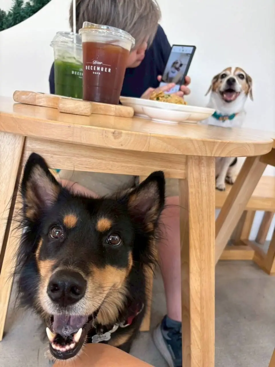 Dear December Cafe pets image 3