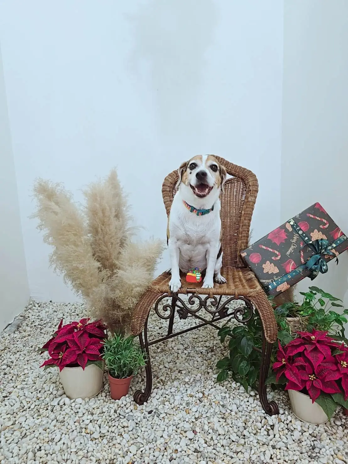 Dear December Cafe pets image 2