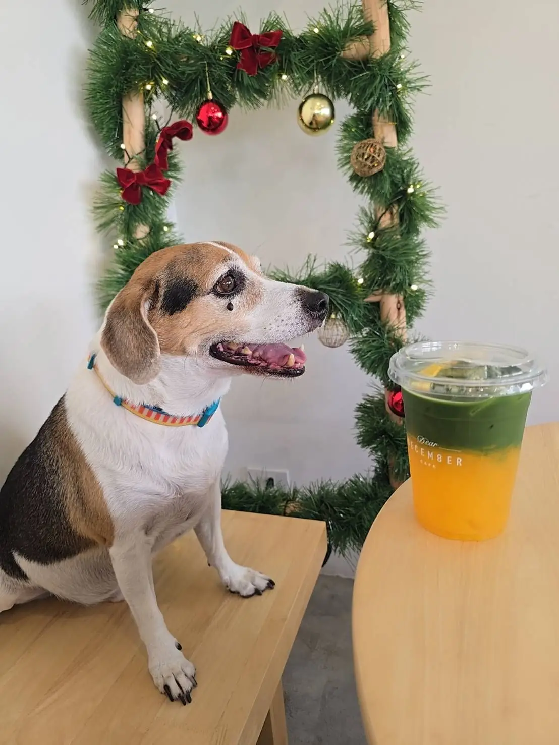 Dear December Cafe pets image 1