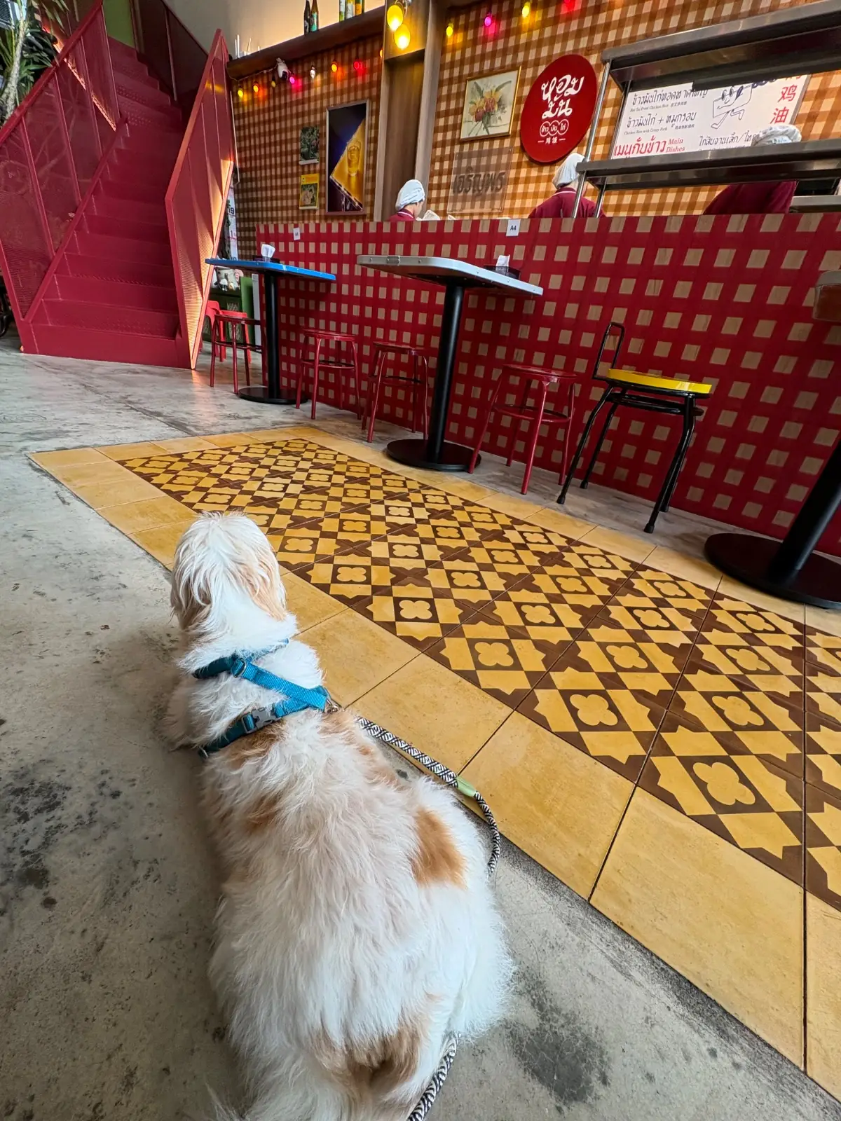 หอมมัน ข้าวมันไก่ เอกมัย pets image 1