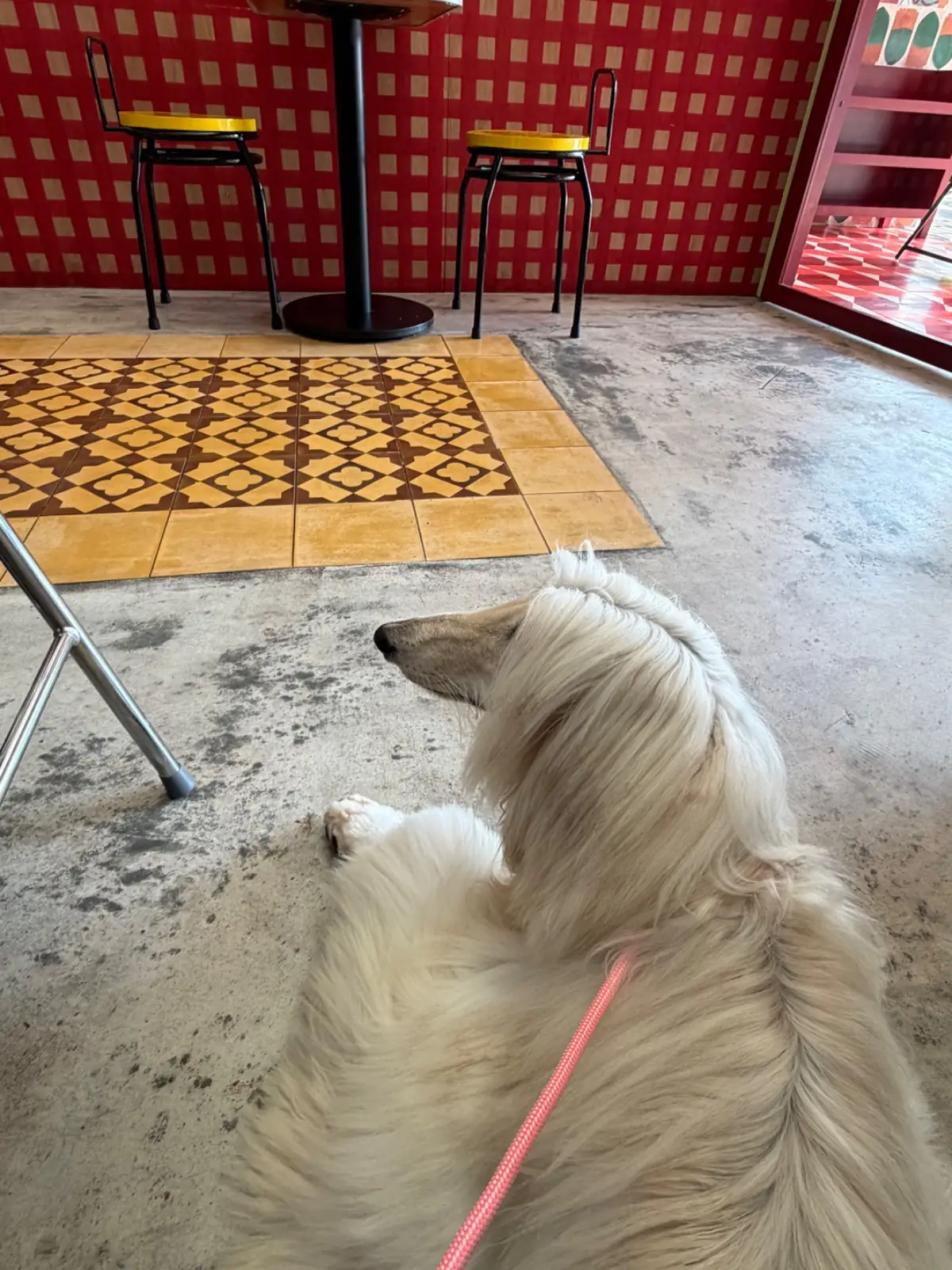 หอมมัน ข้าวมันไก่ เอกมัย pets image 2