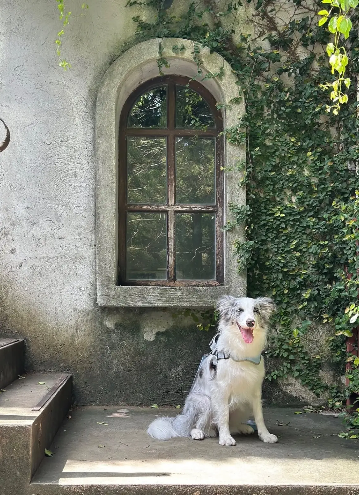 ELLE Café Pattaya pets image 1