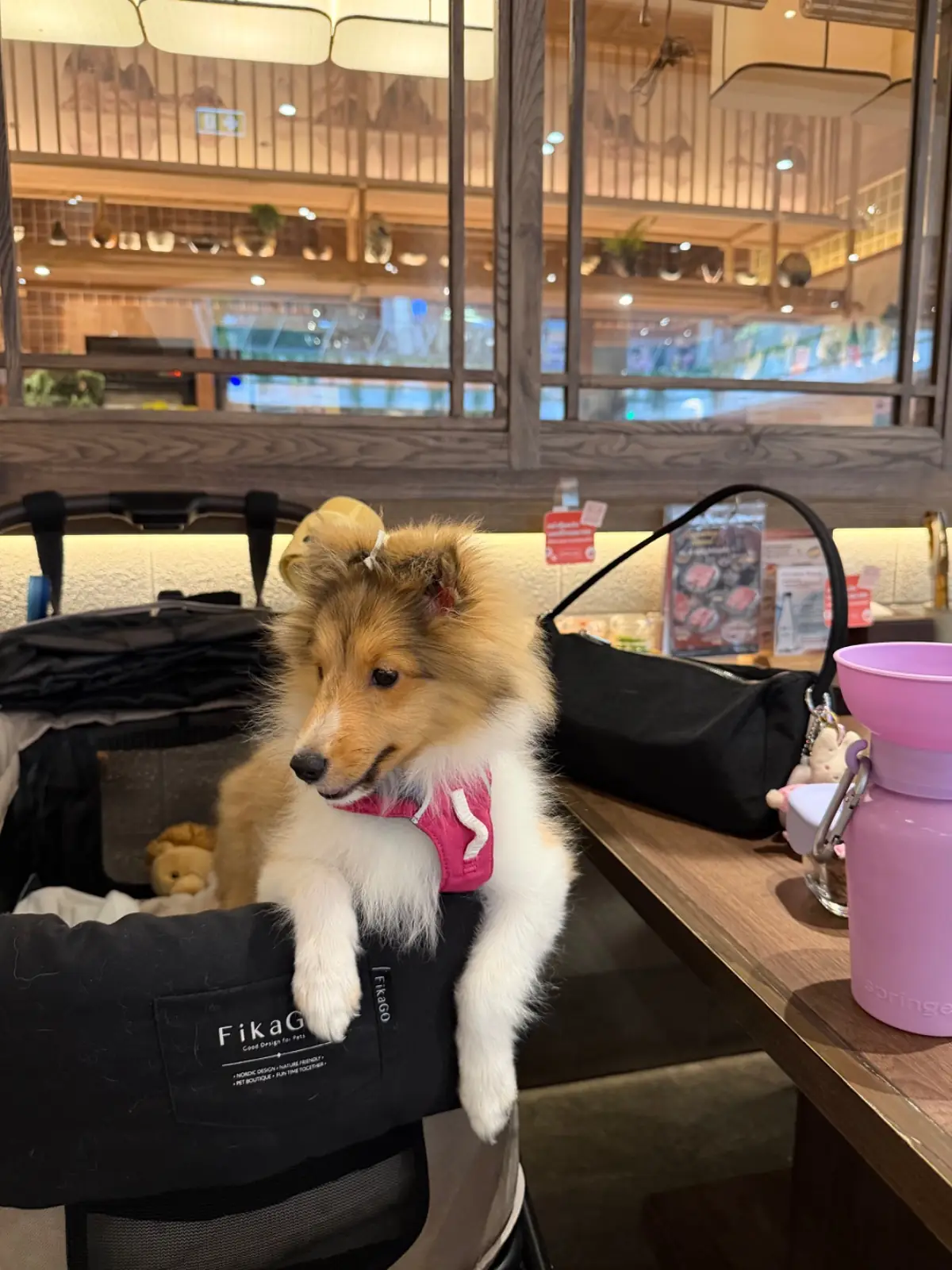 Hitori Shabu - Central Westville pets image 2
