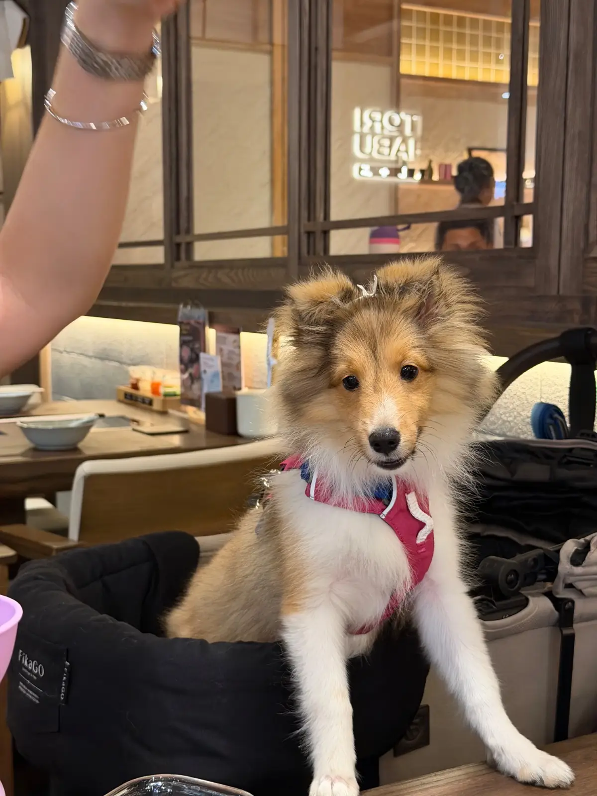 Hitori Shabu - Central Westville pets image 3