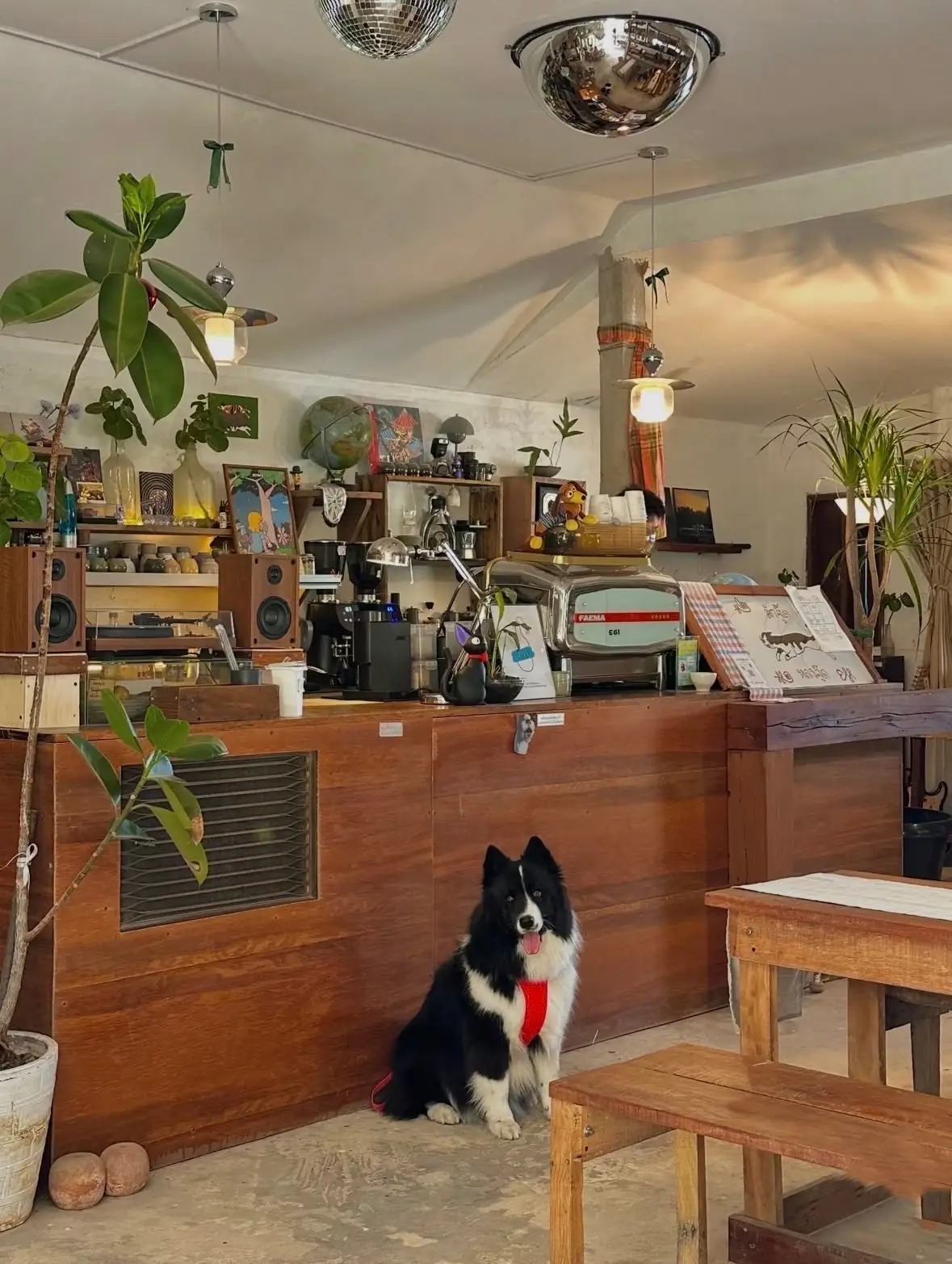 Hey Jude Local pets image 4