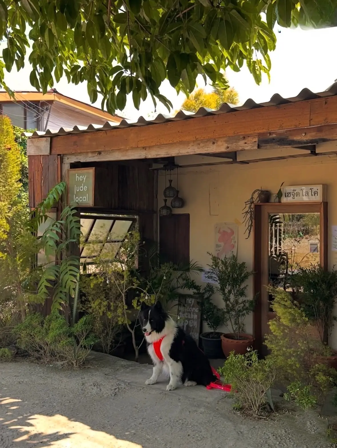 Hey Jude Local pets image 2