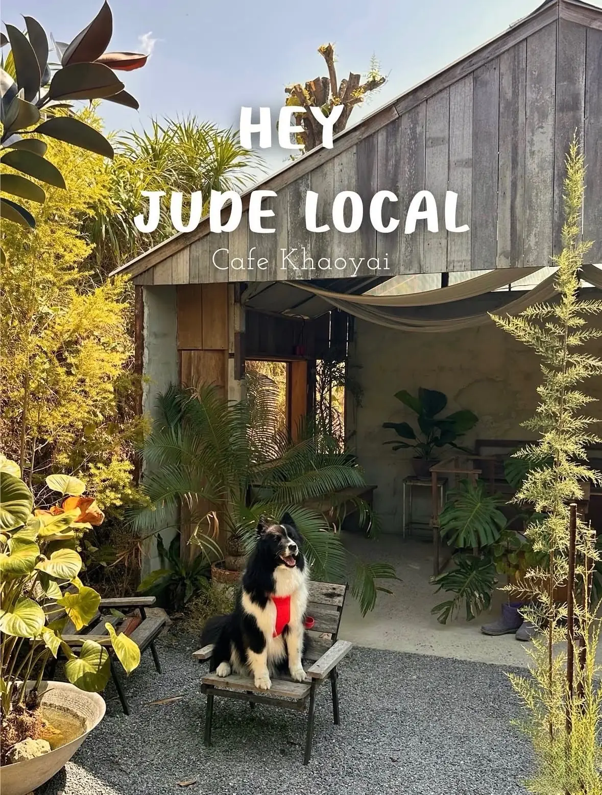 Hey Jude Local pets image 1