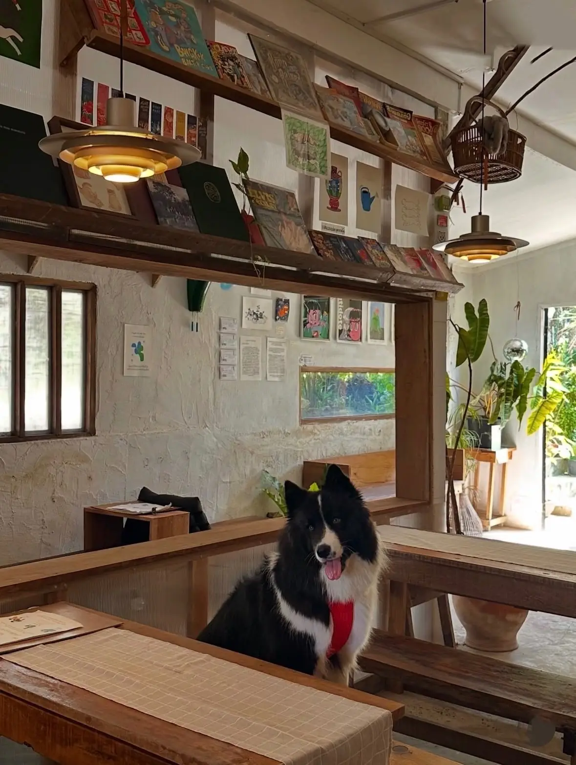 Hey Jude Local pets image 3