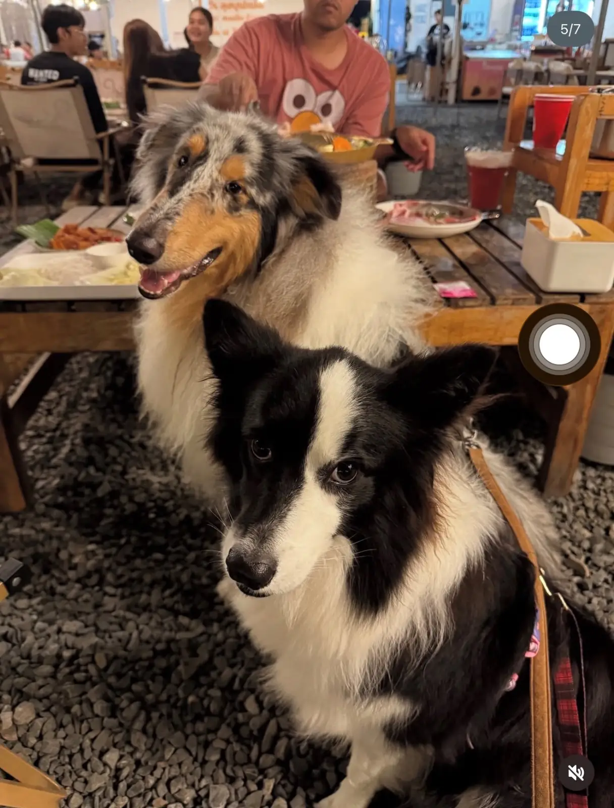 ในวันสุข หมูกระทะ pets image 1