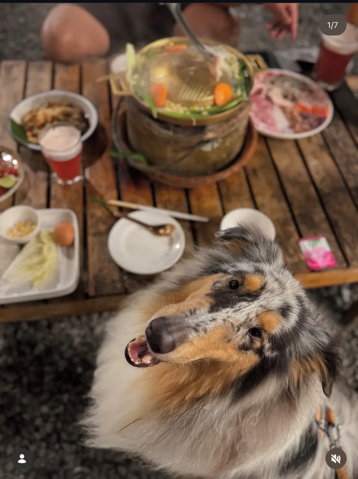 ในวันสุข หมูกระทะ pets image 2