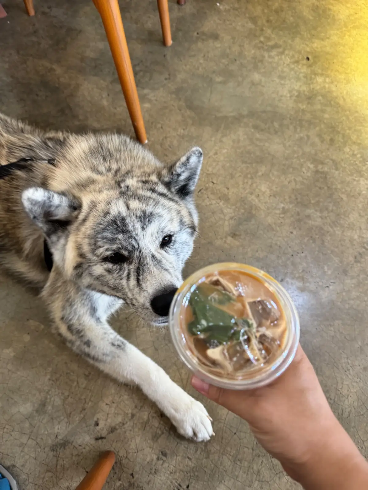 In Good Hands Coffee & Bakery pets image 2