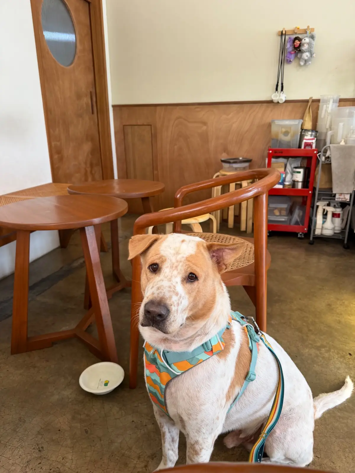 In Good Hands Coffee & Bakery pets image 2