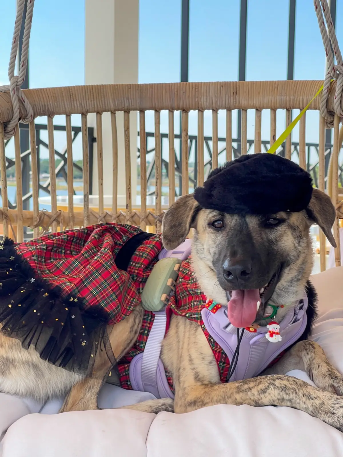 U Cafe & Craft pets image 2