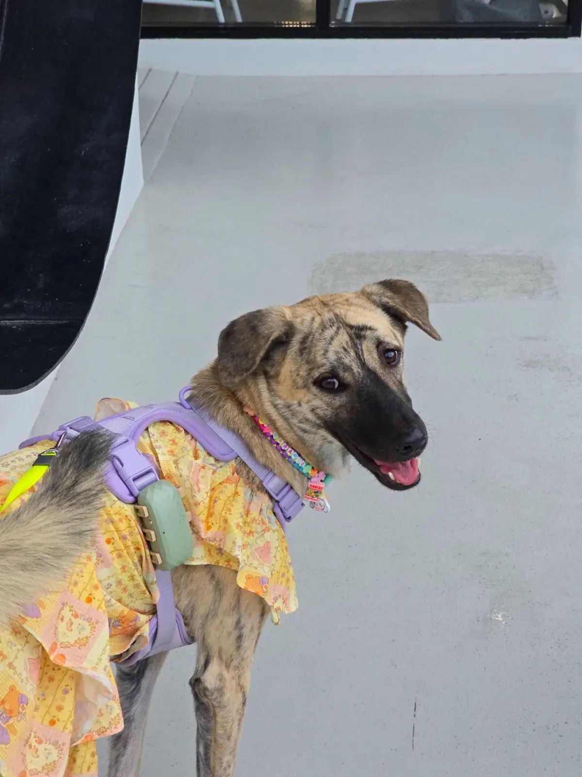 U Cafe & Craft pets image 3