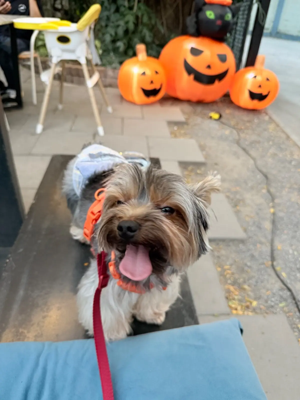 จามจุรี เฮ้าส์ other image 1