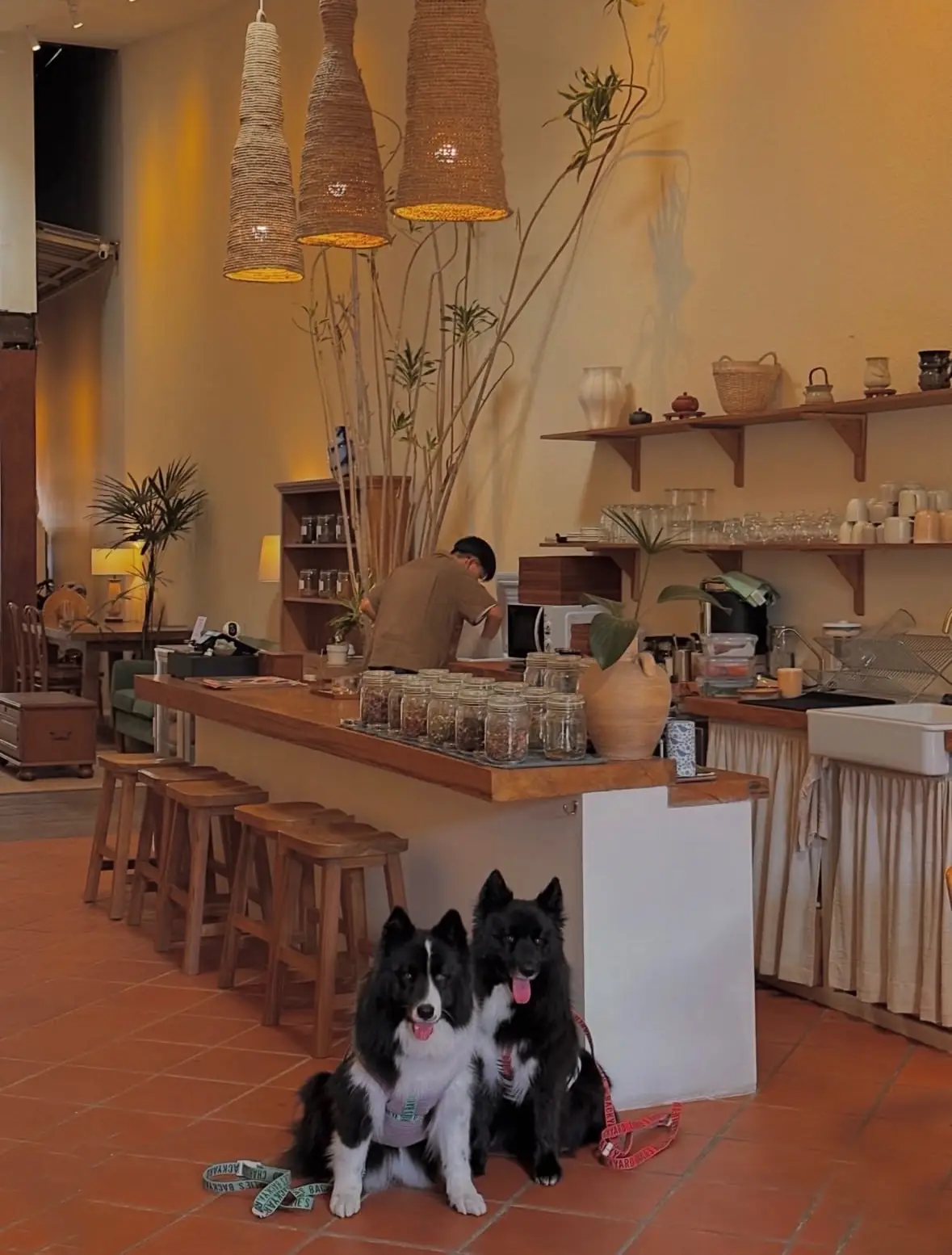 CHAAN Tea House - Chiangmai pets image 1