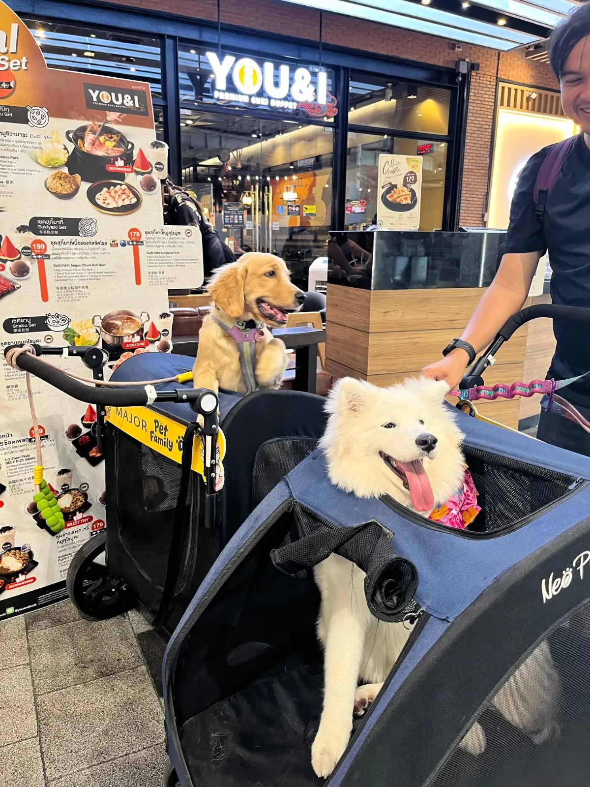 You & I - Central Eastville pets image 2