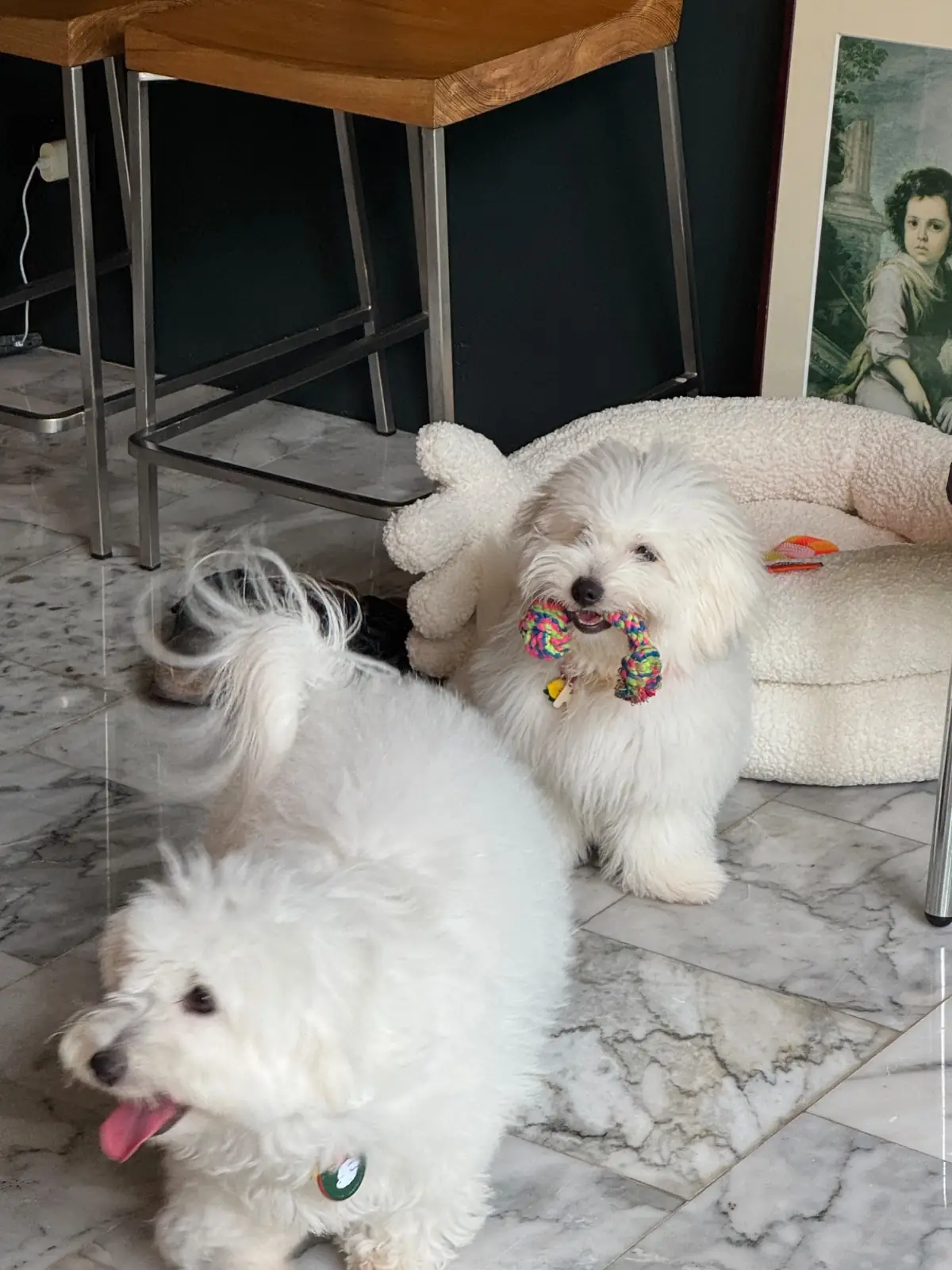 LAGOM specialty coffee pets image 1