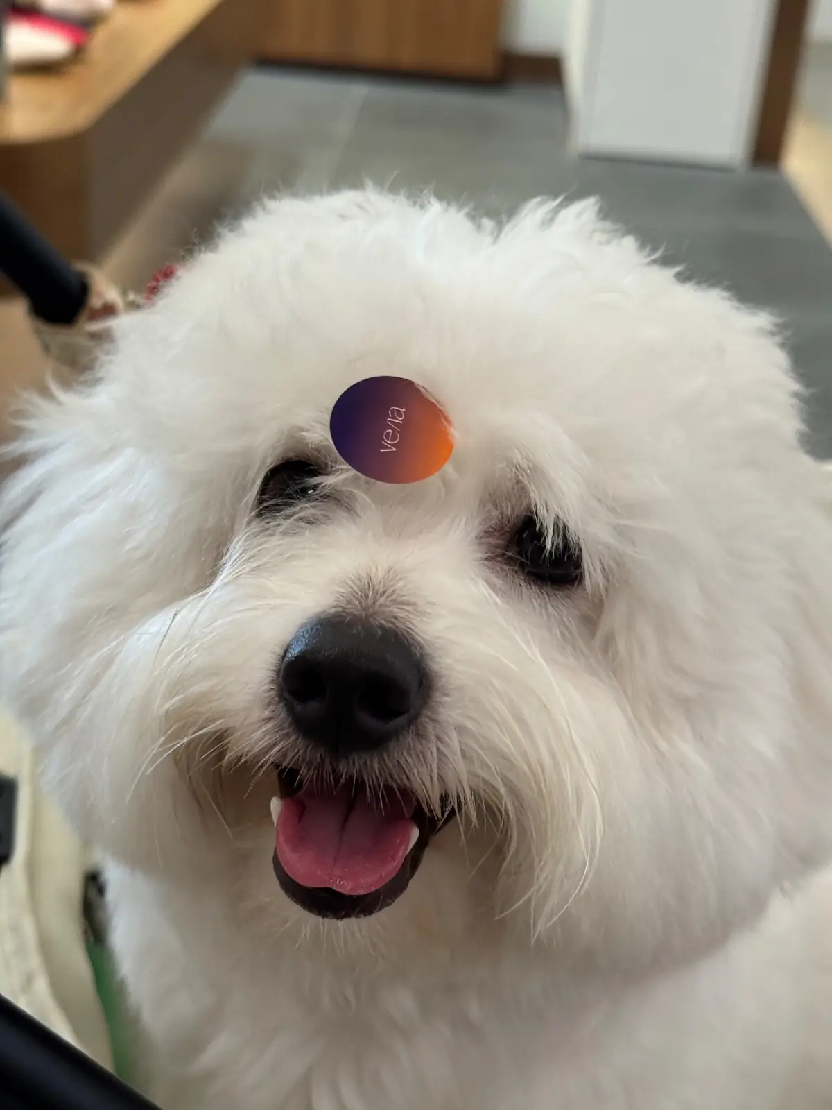 VE/LA Central Park pets image 2