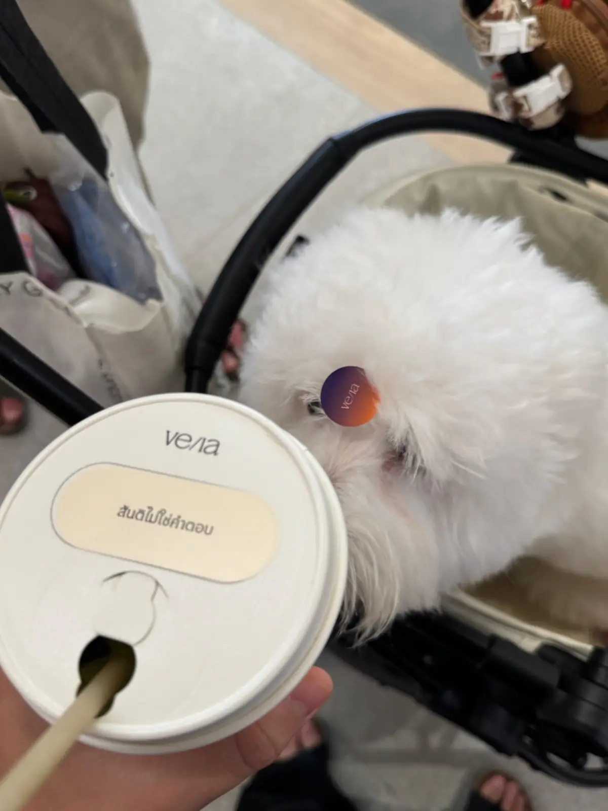 VE/LA Central Park pets image 3