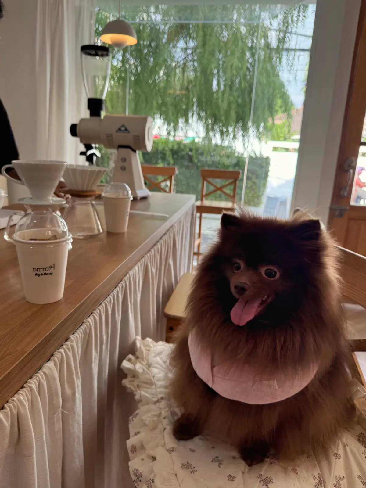 Dittocup.cafe pets image 5