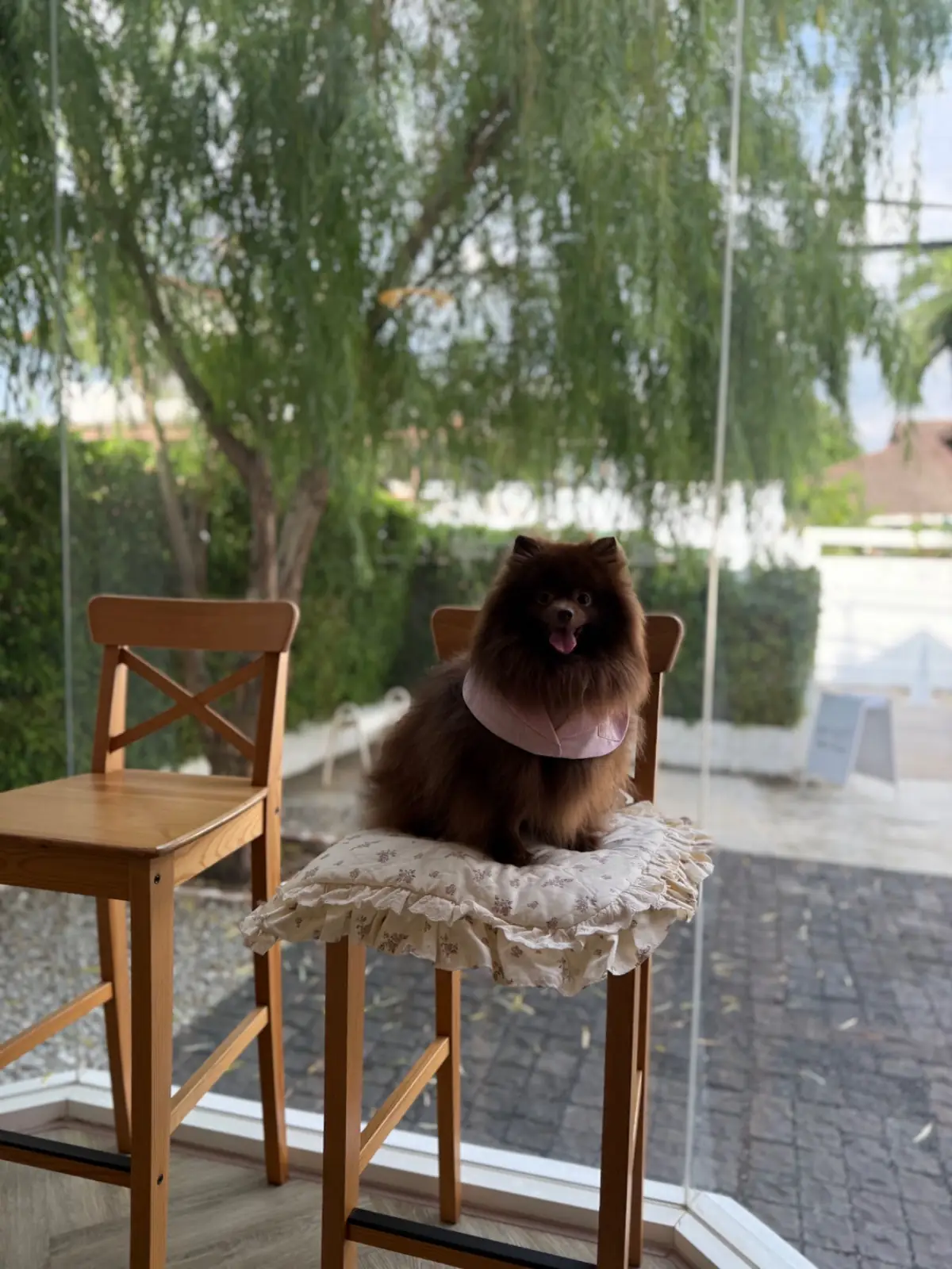 Dittocup.cafe pets image 4