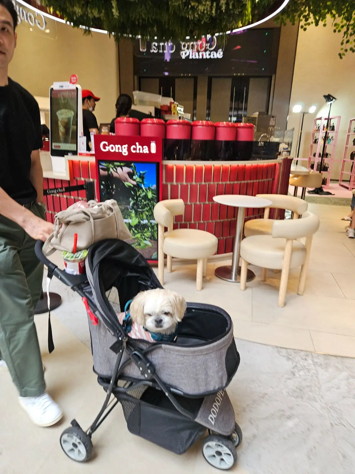 Gong cha - Siam Paragon pets image 1